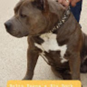 Meet your Posher, Bradley